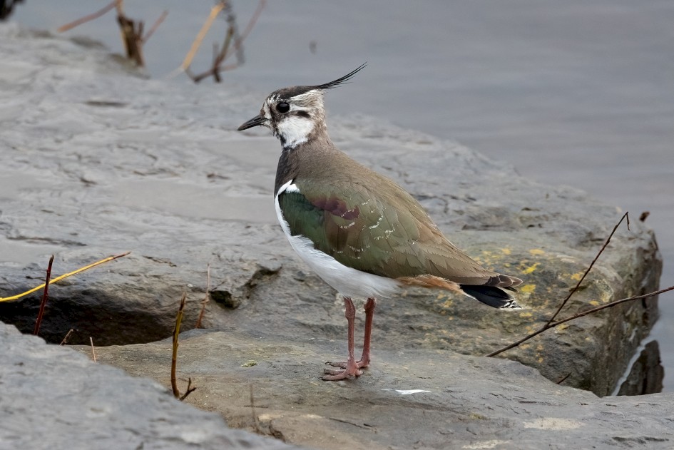 Lapwing , 1/640 sec, f/7.1, 472 mm, ISO 640