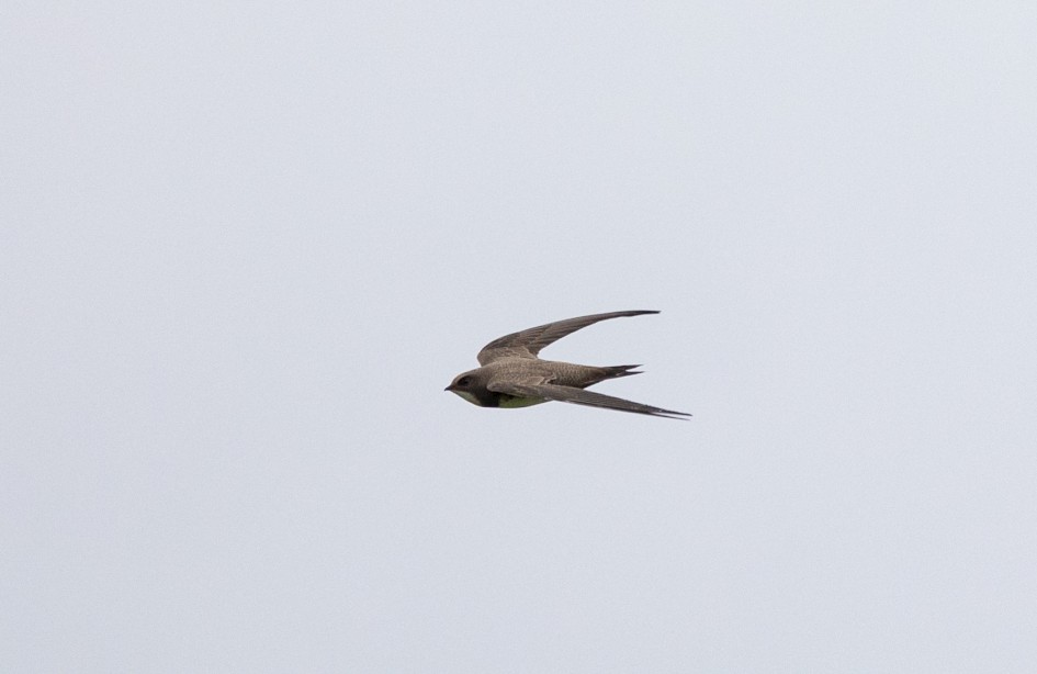Alpine Swift , 1/2000 sec, f/7.1, 500 mm, ISO 2000