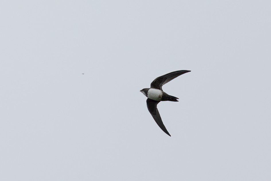 Alpine Swift , 1/2500 sec, f/7.1, 500 mm, ISO 1250