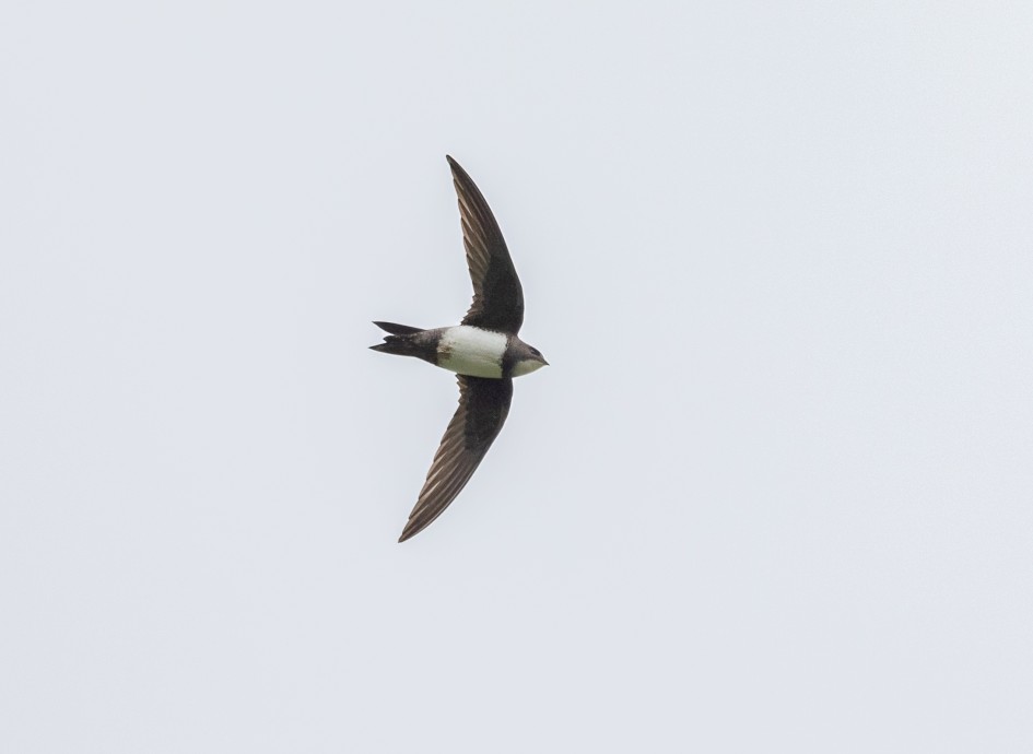 Alpine Swift , 1/2000 sec, f/7.1, 500 mm, ISO 1600