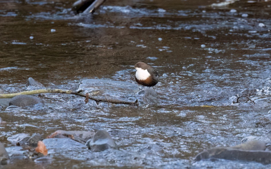 Dipper, 1/500 sec, f/7.1, 500 mm, ISO 10000
