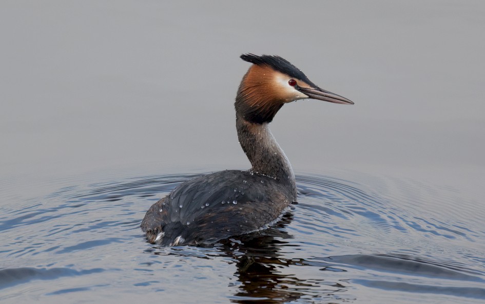 Great Crested Grebe, 1/500 sec, f/7.1, 500 mm, ISO 800
