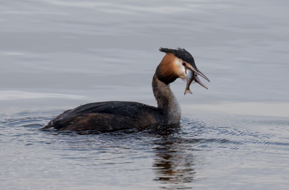 Great Crested Grebe , 1/500 sec, f/7.1, 500 mm, ISO 800