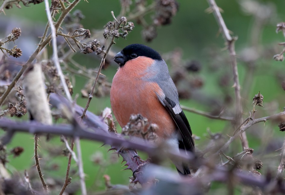 Bullfinch, 1/640 sec, f/7.1, 500 mm, ISO 2000