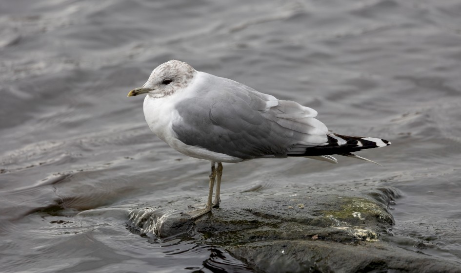 Common Gull, 1/640 sec, f/6.3, 400 mm, ISO 800