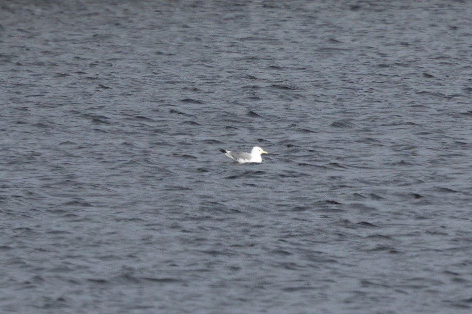 Kittiwake, 1/640 sec, f/7.1, 500 mm, ISO 200