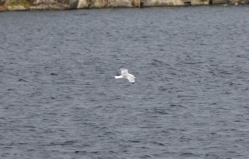 Kittiwake , 1/640 sec, f/7.1, 500 mm, ISO 250