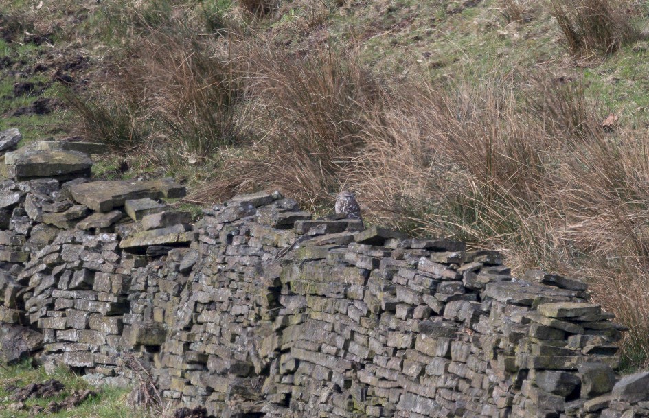 Little Owl, 1/640 sec, f/7.1, 500 mm, ISO 500