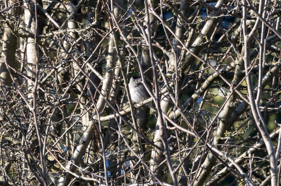 Blackcap, 1/640 sec, f/7.1, 500 mm, ISO 320
