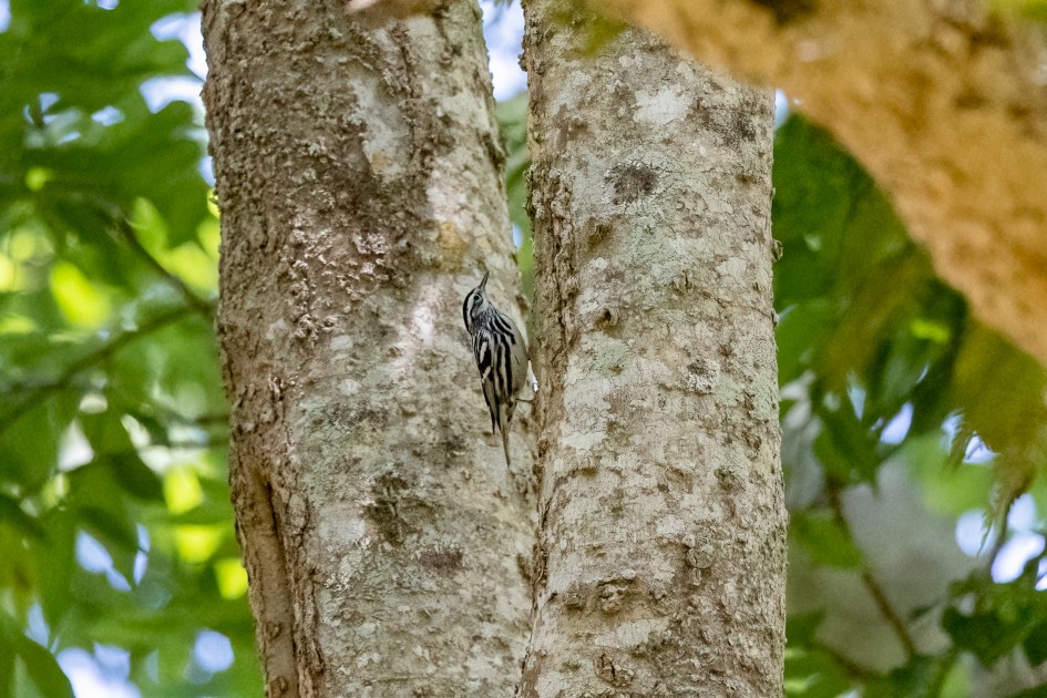 Black-and-white Warbler, 1/2500 sec, f/7.1, 500 mm, ISO 10000