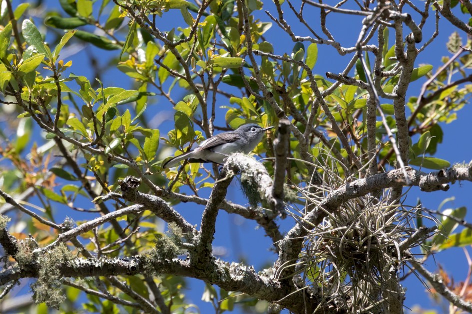 Blue-gray Gnatcatcher, 1/2000 sec, f/7.1, 500 mm, ISO 1000