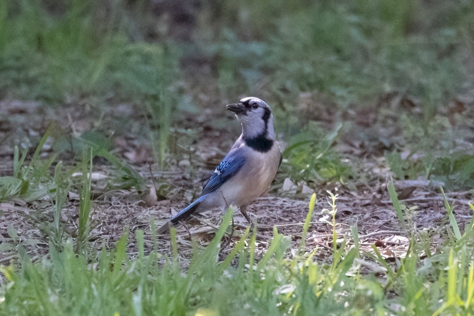 Blue Jay, 1/2000 sec, f/7.1, 500 mm, ISO 16000