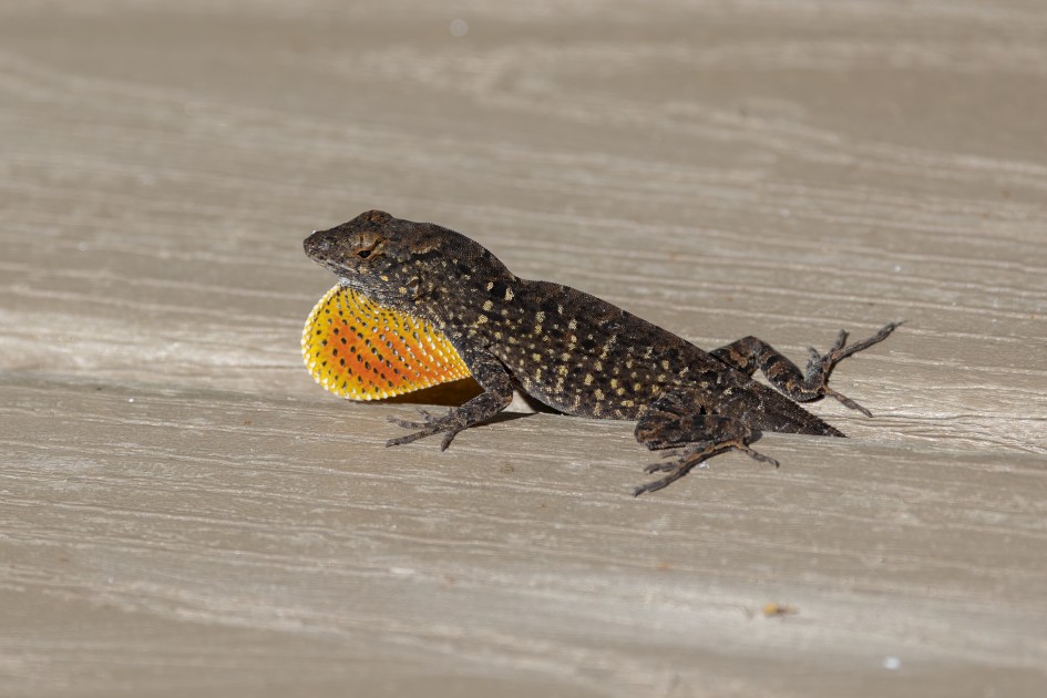 Brown Anole, 1/640 sec, f/7.1, 500 mm, ISO 100
