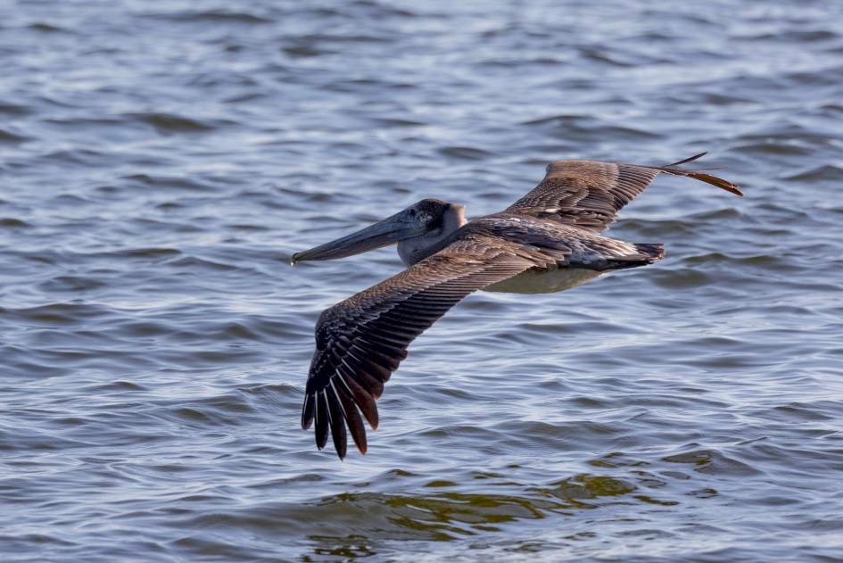 Brown Pelican, 1/2000 sec, f/7.1, 500 mm, ISO 500
