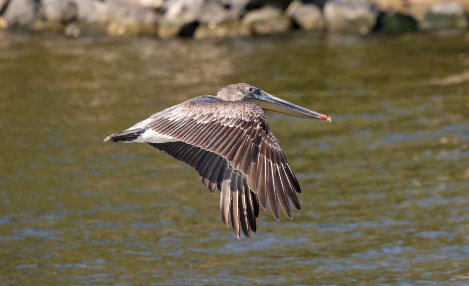 Brown Pelican , 1/2500 sec, f/5.6, 343 mm, ISO 800