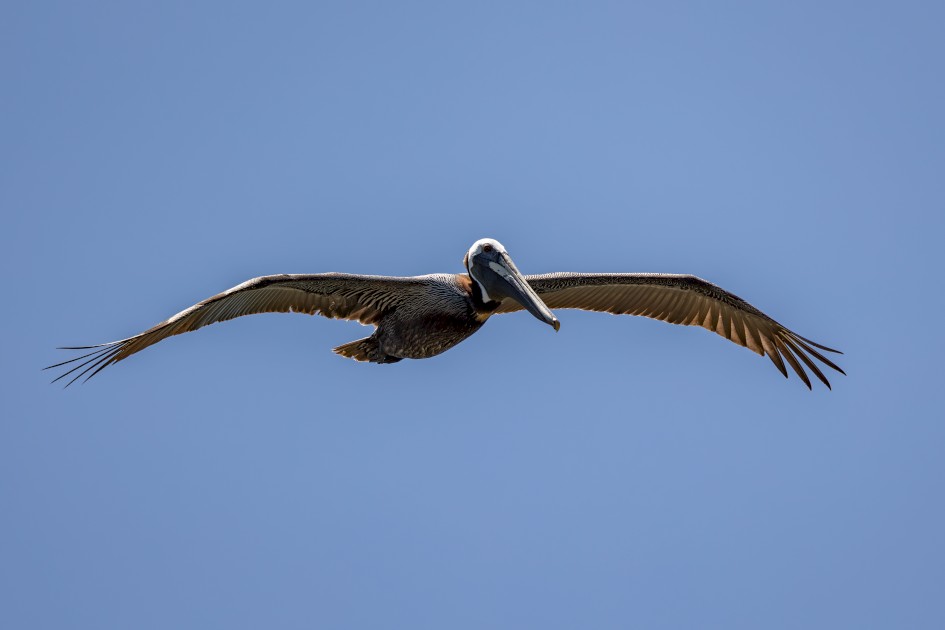 Brown Pelican , 1/800 sec, f/6.3, 451 mm, ISO 100
