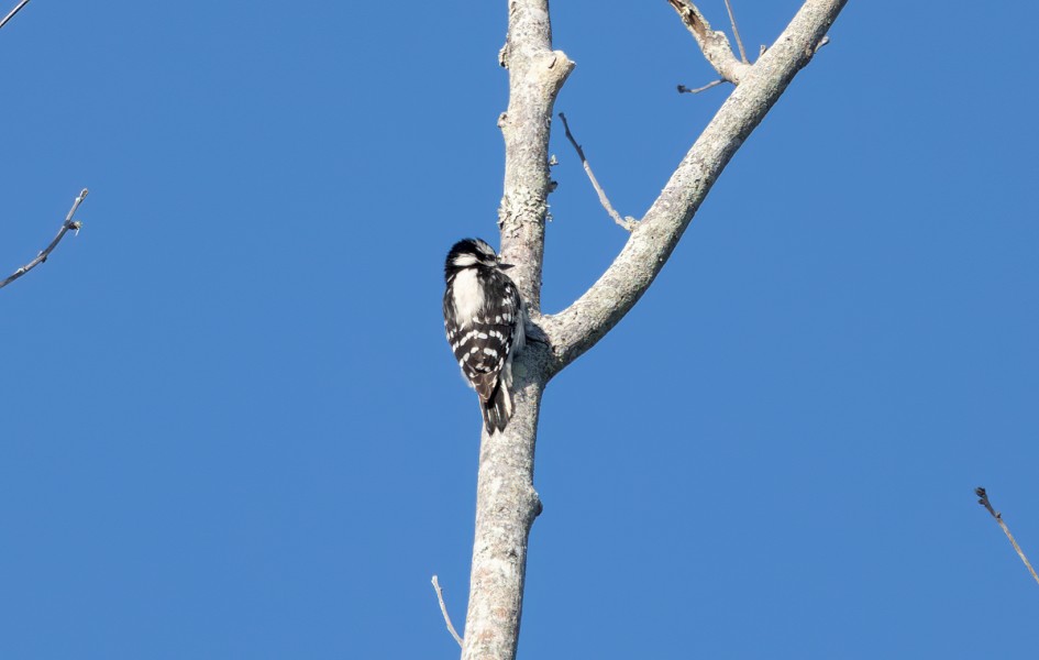 Downy Woodpecker, 1/500 sec, f/7.1, 500 mm, ISO 250
