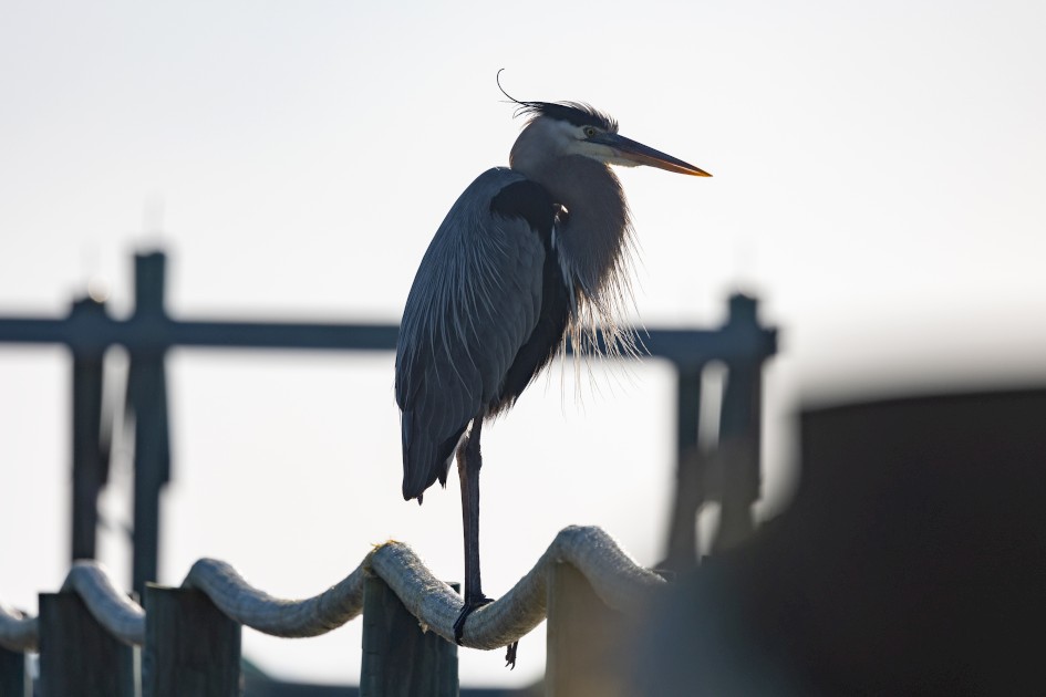 Great Blue Heron, 1/640 sec, f/7.1, 500 mm, ISO 100