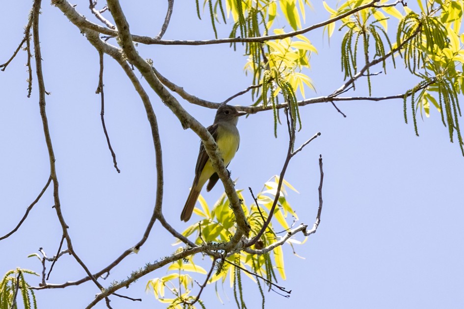 Great Crested Flycatcher, 1/2000 sec, f/7.1, 500 mm, ISO 1000