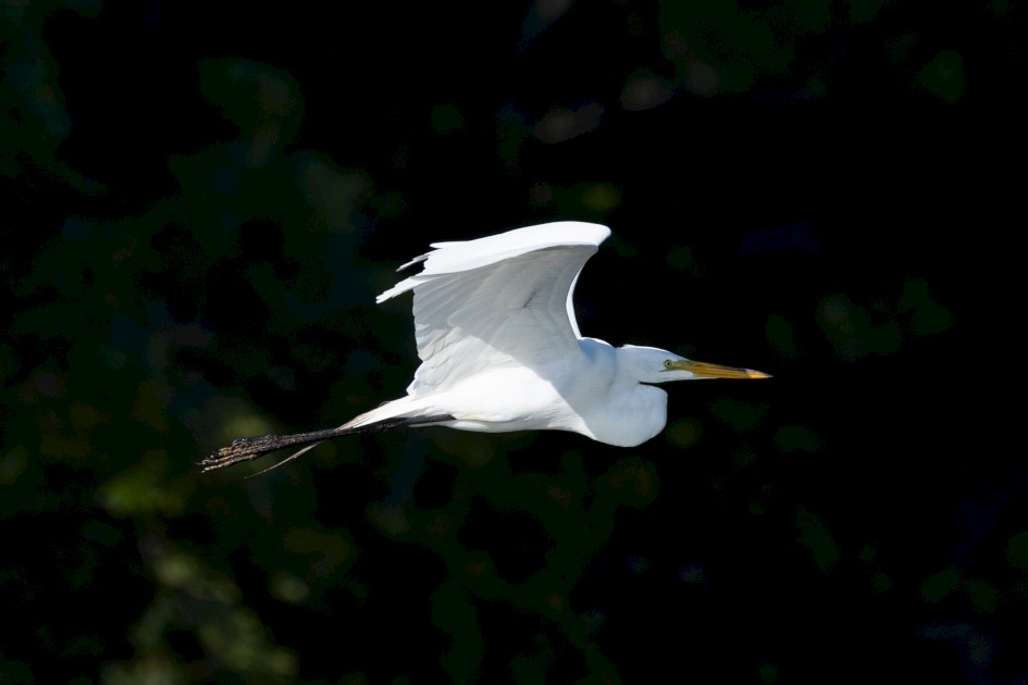 Great Egret, 1/2500 sec, f/7.1, 500 mm, ISO 640