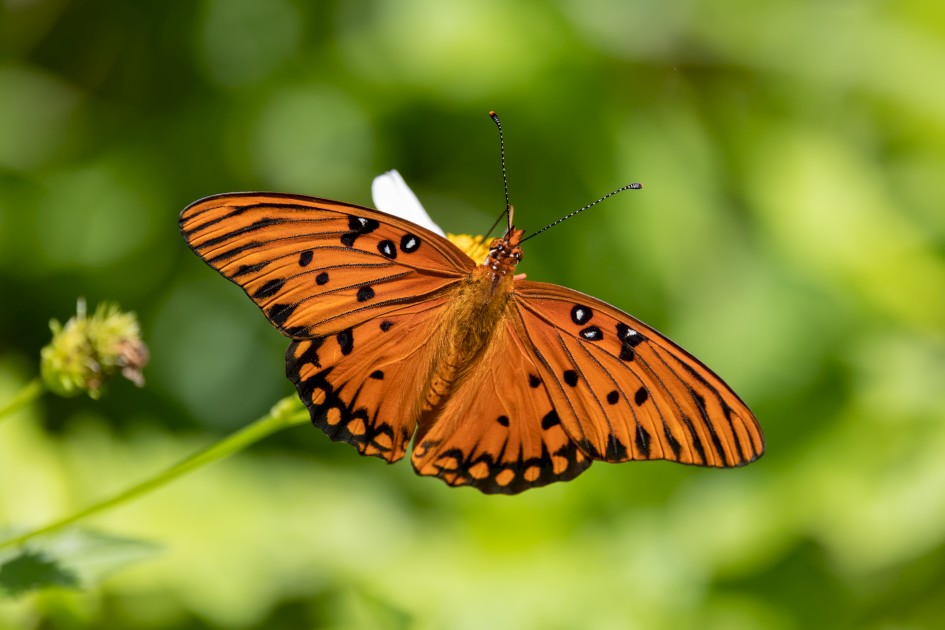 Gulf Fritillary, 1/2500 sec, f/7.1, 500 mm, ISO 1250