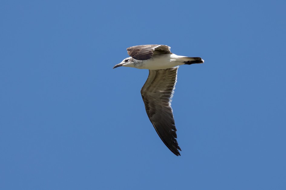 Laughing Gull-, 1/2500 sec, f/7.1, 500 mm, ISO 640