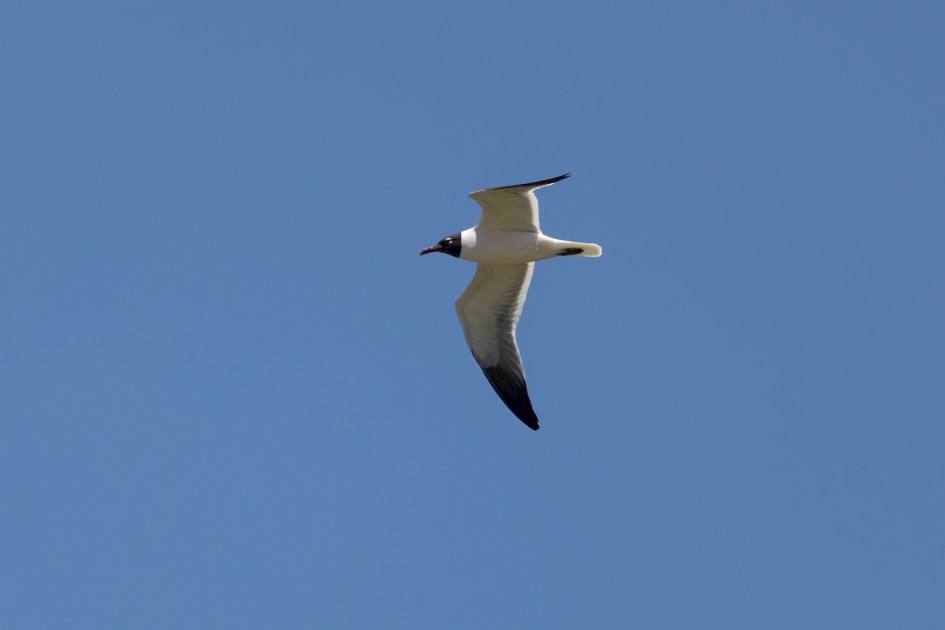 Laughing Gull, 1/2000 sec, f/7.1, 500 mm, ISO 400