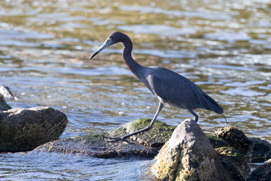 Little Blue Heron, 1/500 sec, f/7.1, 500 mm, ISO 800