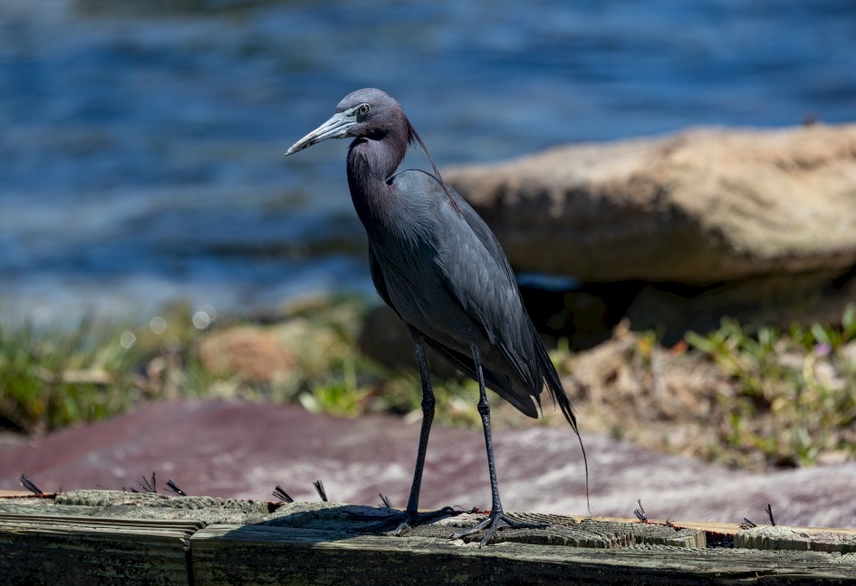 Little Blue Heron , 1/2000 sec, f/7.1, 500 mm, ISO 500