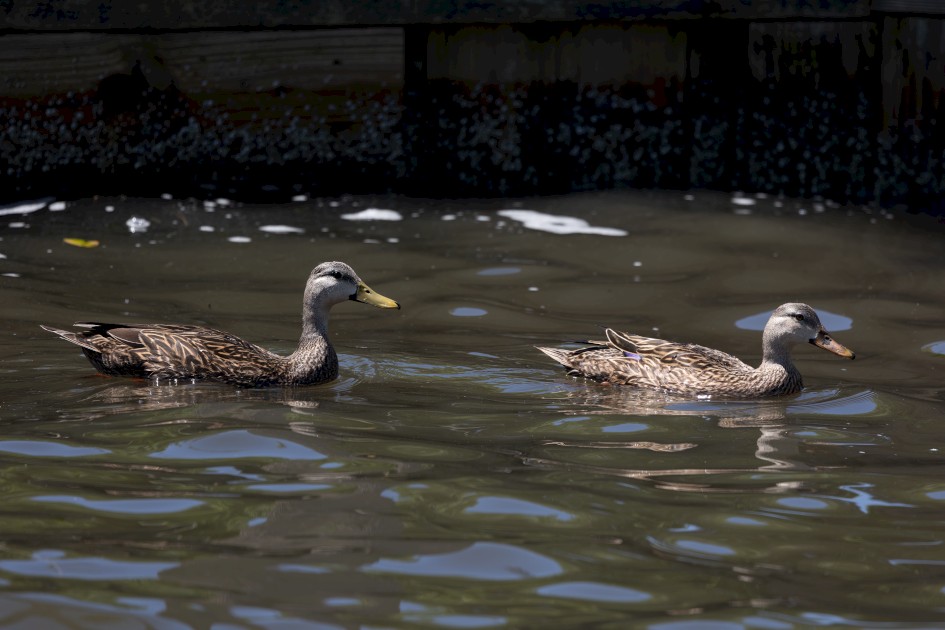 Mottled Ducks, 1/500 sec, f/7.1, 500 mm, ISO 250