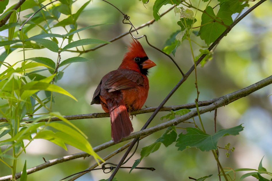 Northern Cardinal, 1/640 sec, f/7.1, 500 mm, ISO 1250