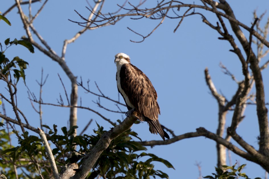 Osprey, 1/640 sec, f/7.1, 500 mm, ISO 200