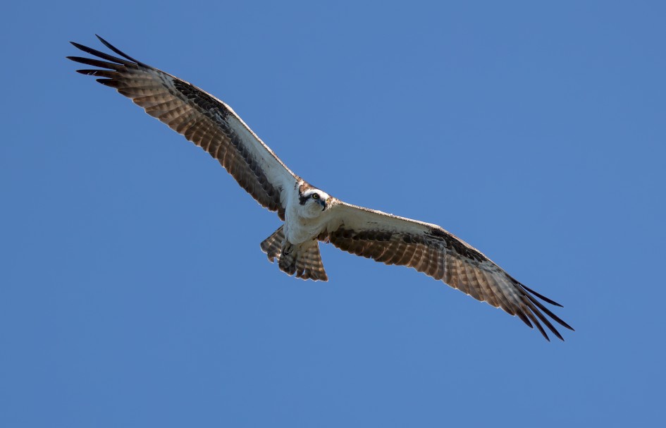 Osprey , 1/500 sec, f/7.1, 500 mm, ISO 200