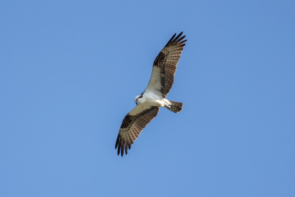 Osprey , 1/2000 sec, f/7.1, 472 mm, ISO 1250