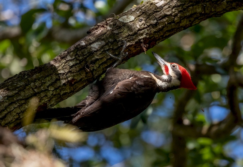 Pileated Woodpecker, 1/2500 sec, f/7.1, 500 mm, ISO 2000
