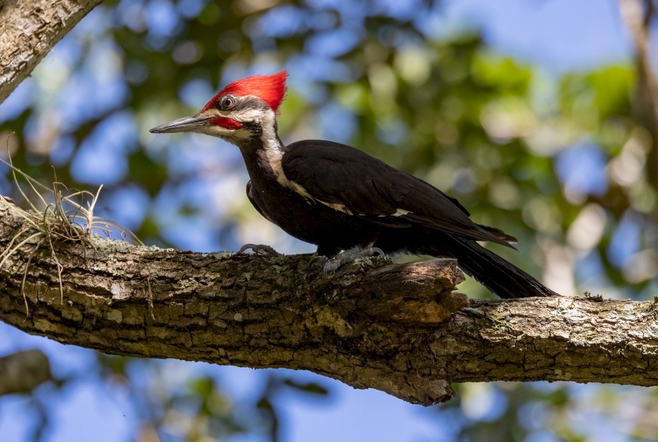 Pileated Woodpecker, 1/2500 sec, f/6.3, 400 mm, ISO 2000