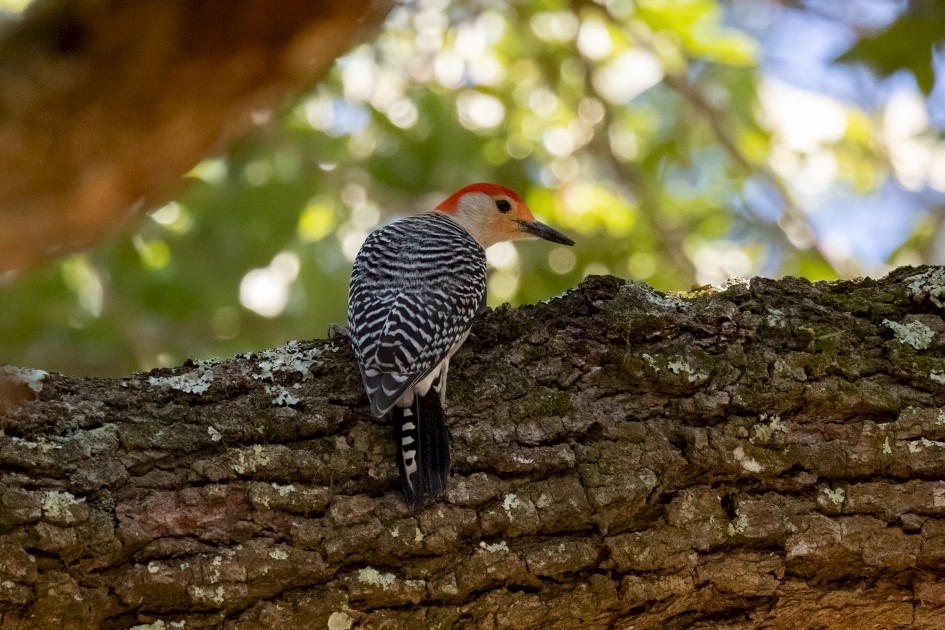 Red-bellied Woodpecker, 1/2500 sec, f/7.1, 500 mm, ISO 6400