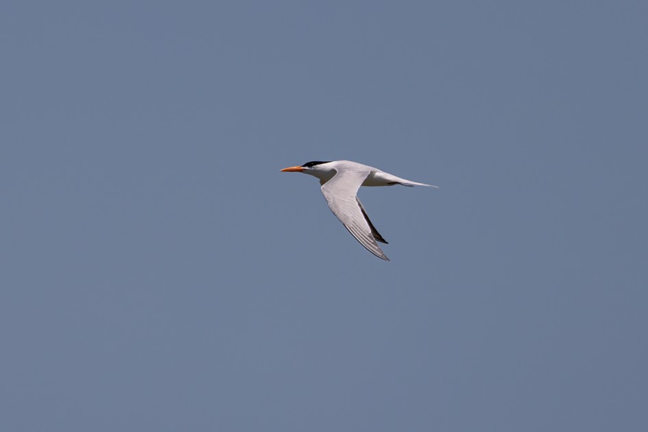 Royal Tern, 1/2000 sec, f/7.1, 500 mm, ISO 250
