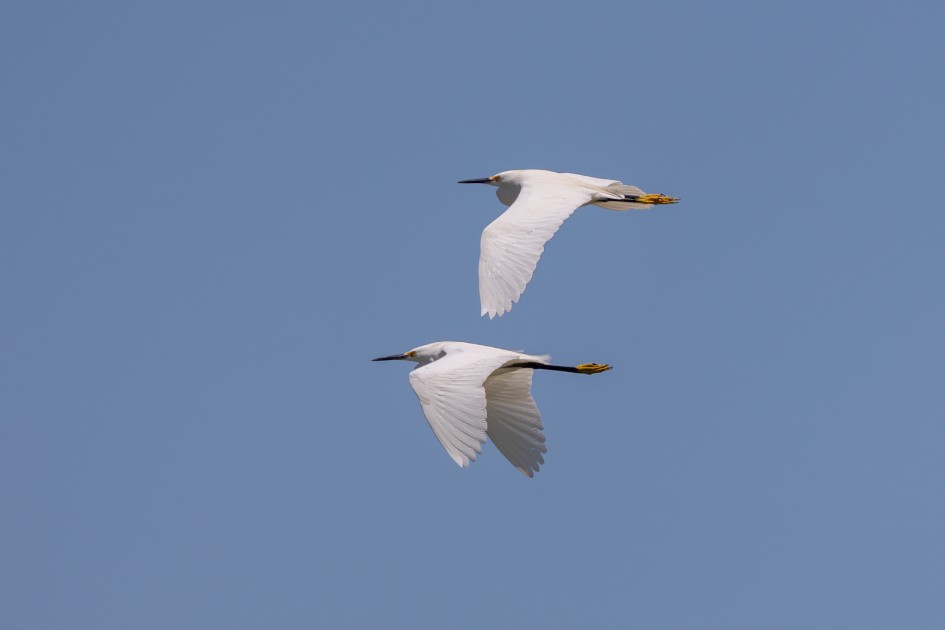 Snowy Egrets, 1/2000 sec, f/7.1, 500 mm, ISO 250