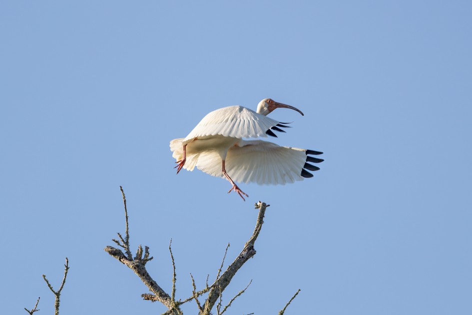 White Ibis, 1/500 sec, f/7.1, 500 mm, ISO 160