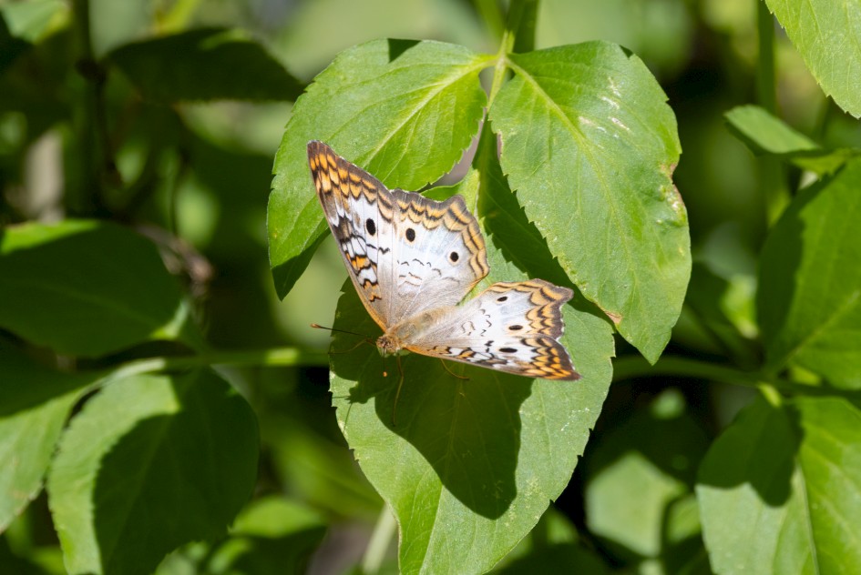 White Peacock, 1/2000 sec, f/7.1, 500 mm, ISO 800