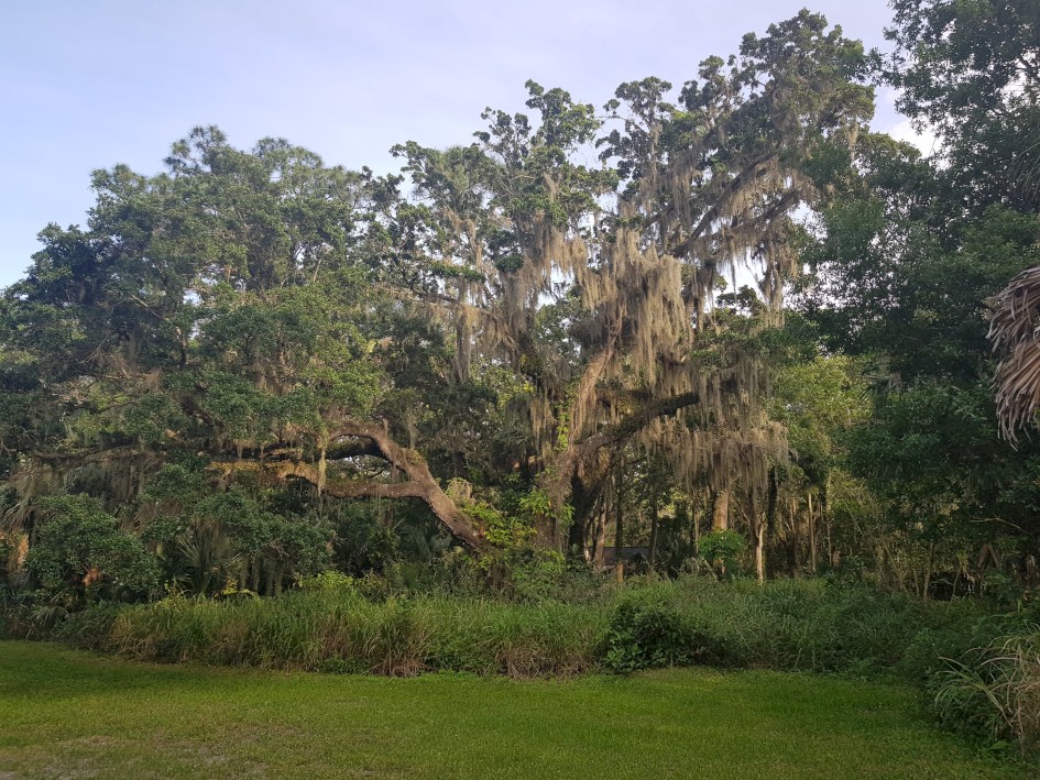 Trees in grounds with Spanish Moss