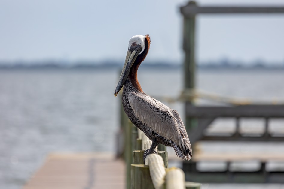 Brown Pelican, 1/2500 sec, f/7.1, 500 mm, ISO 500