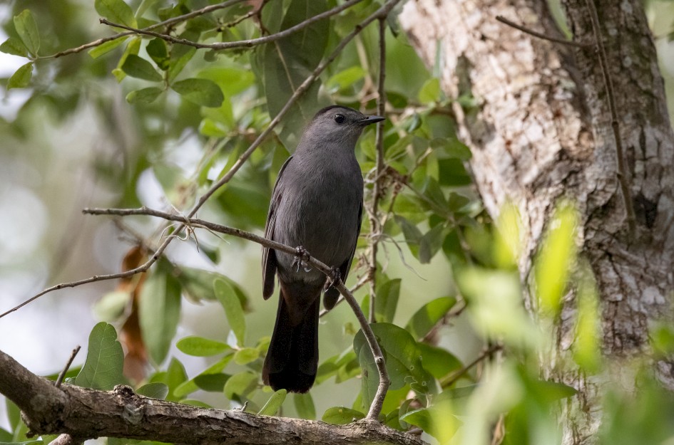 Gray Catbird, 1/2500 sec, f/7.1, 500 mm, ISO 5000