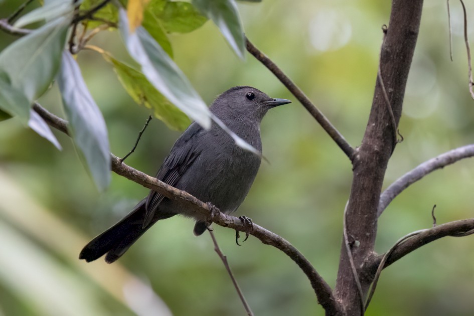 Gray Catbird , 1/2500 sec, f/7.1, 500 mm, ISO 10000