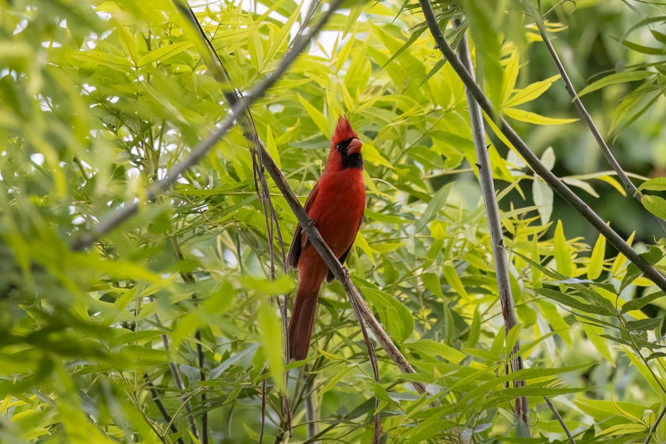 Northern Cardinal, 1/2500 sec, f/7.1, 500 mm, ISO 3200
