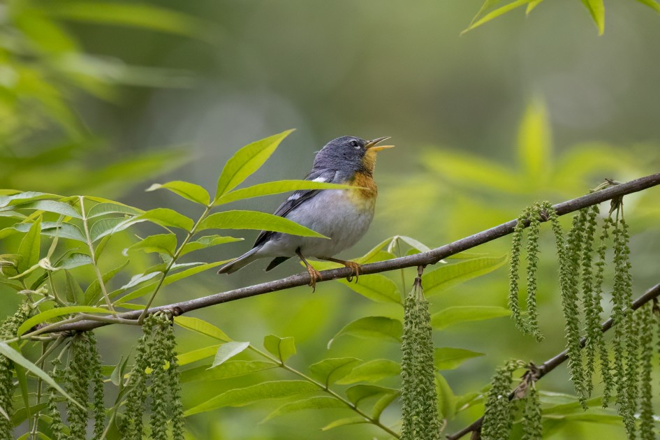 Northern Parula, 1/2500 sec, f/7.1, 500 mm, ISO 6400