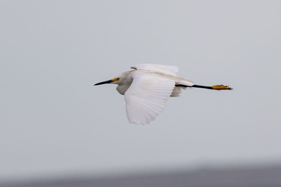 Snowy Egret, 1/640 sec, f/7.1, 500 mm, ISO 100