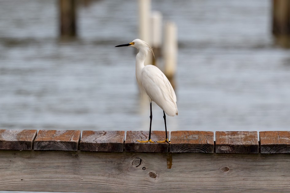 Snowy Egret , 1/500 sec, f/7.1, 500 mm, ISO 200
