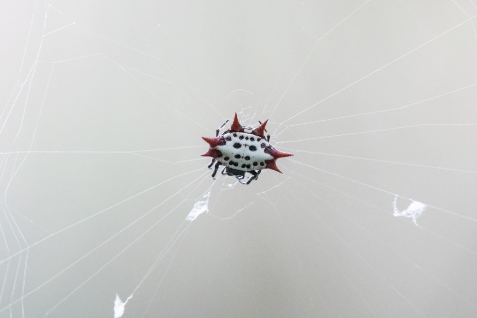 Spinybacked Orbweaver , 1/2000 sec, f/7.1, 500 mm, ISO 20000